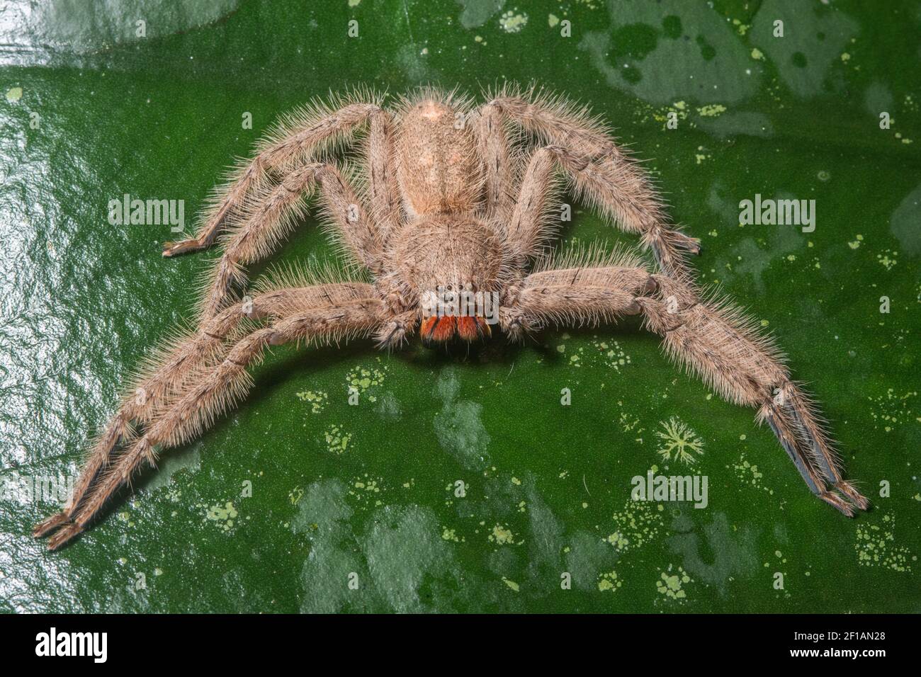 A David Bowie huntsman spider (Heterpoda davidbowie) sits on a leaf in the rainforest in Sabah, Malaysia. Stock Photo