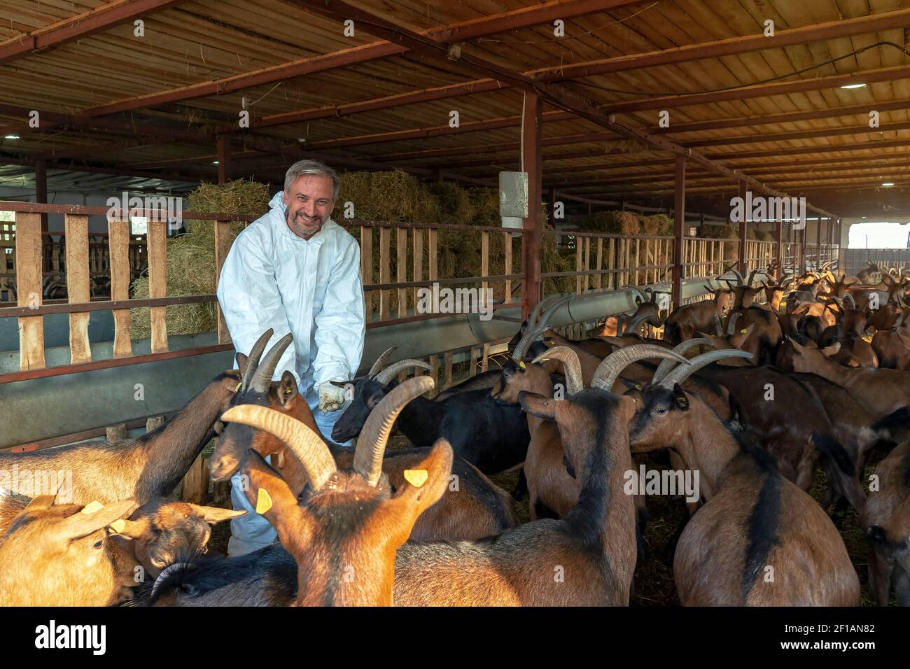 Animal Husbandry Concept. Happy Farmer and His Goats at Goat Dairy Farm. A Farmer Carefully Raises His Goats at Organic Animal Farm. Stock Photo