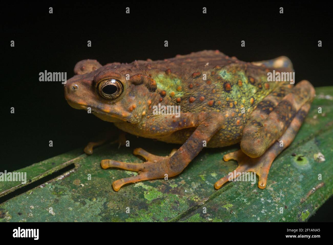 A juvenile Rentapia hosii, an arboreal climbing toad found on the tropical forests of portions of Southeast Asia including Borneo. Stock Photo