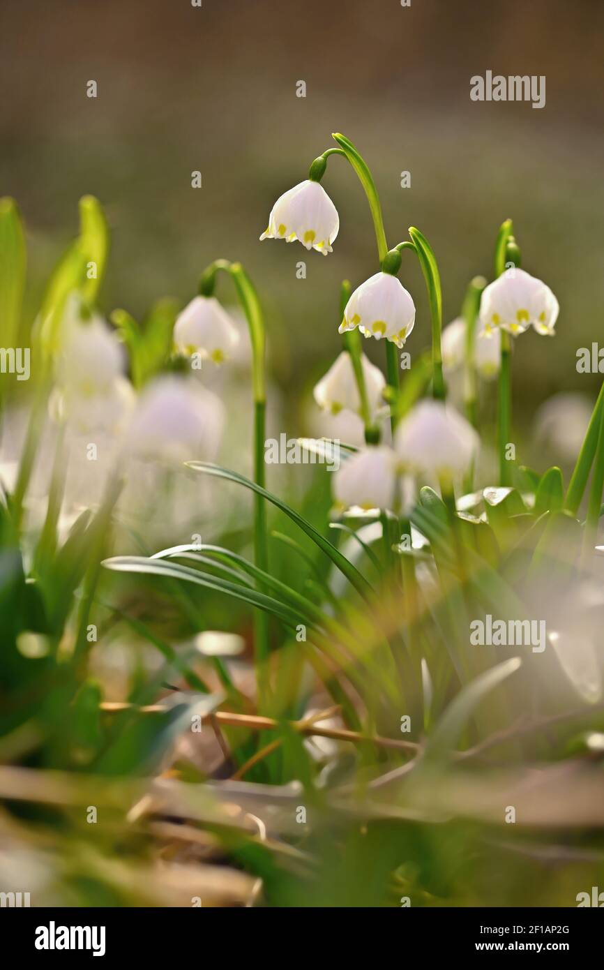 Spring snowflake flower (Leucojum vernum). Beautiful white spring ...