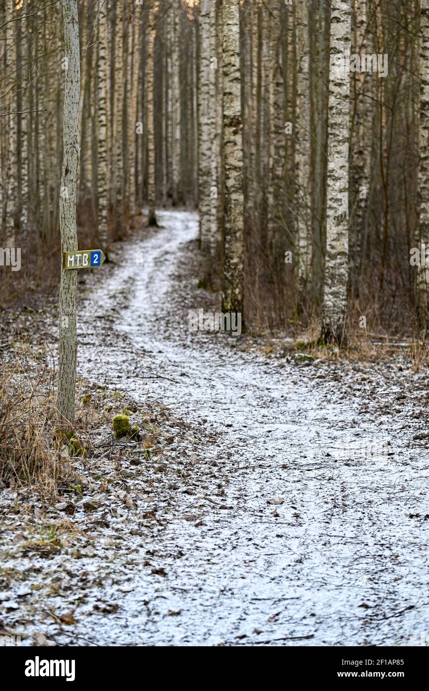 MTB trail through birch forest a cold winter day Stock Photo