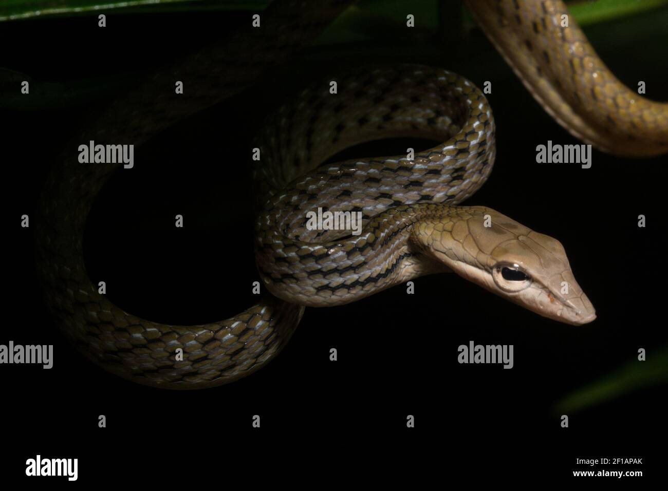 A tan morph of the Asian vine snake (Ahaetulla prasina) an arboreal reptile in Sabah, Malaysia at Danum Valley conservation area in Borneo. Stock Photo