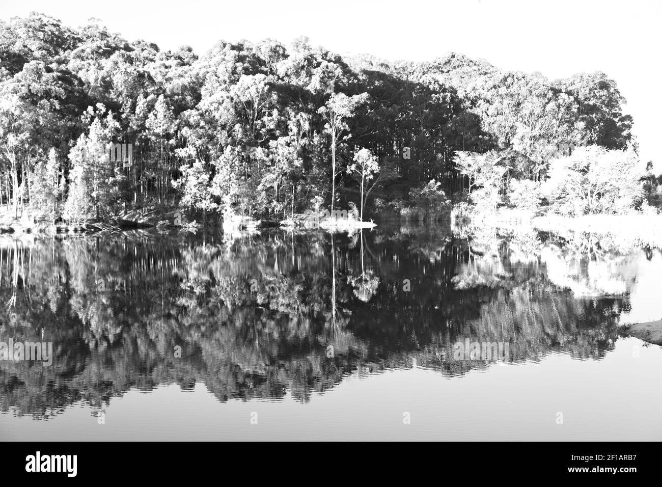 The pound lake and tree reflection in water Stock Photo Alamy