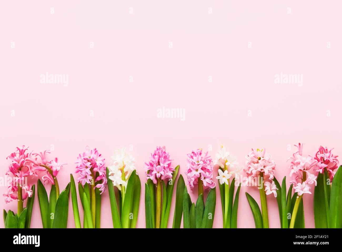 Pink and white hyacinth flowers border on a pink background. Valentines
