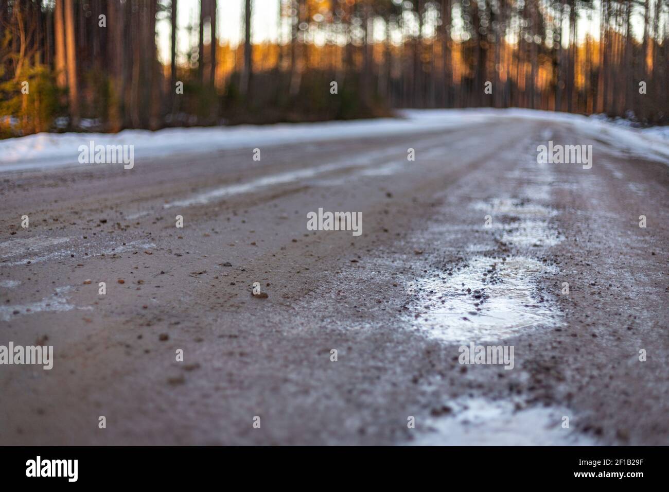 coniferous forest. dirty spring gravel road with snow ice and puddles ...