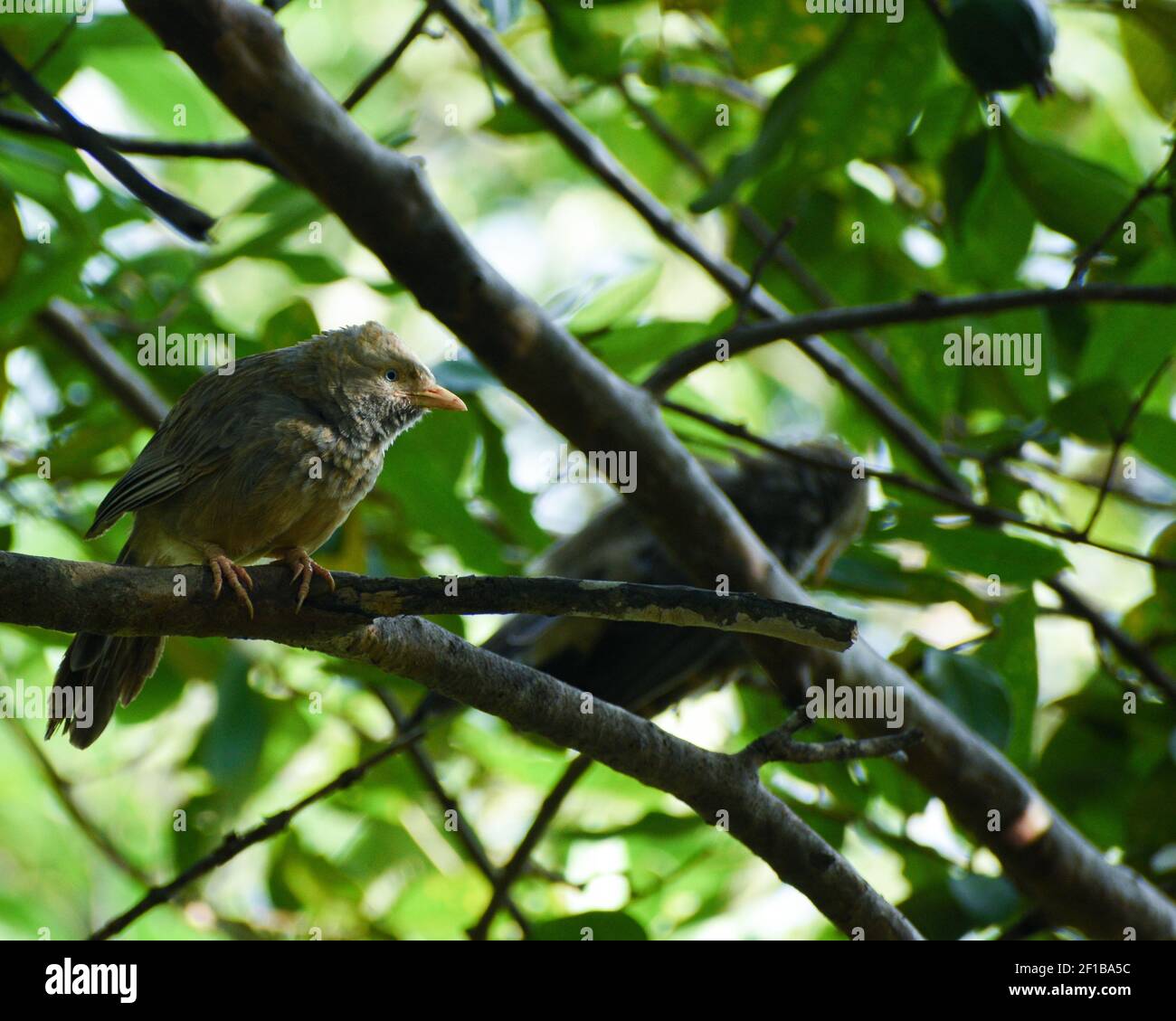 A close up of a jungle babbler sitting in a tree branch Stock Photo