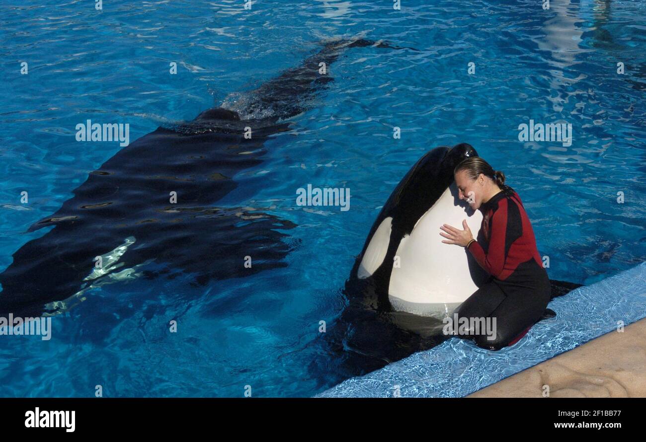 Dawn Brancheau, a whale trainer at SeaWorld Adventure Park, shown performing on December 30, 2005, was killed in an accident with a killer whale at the SeaWorld Shamu Stadium in Orlando, Florida, image