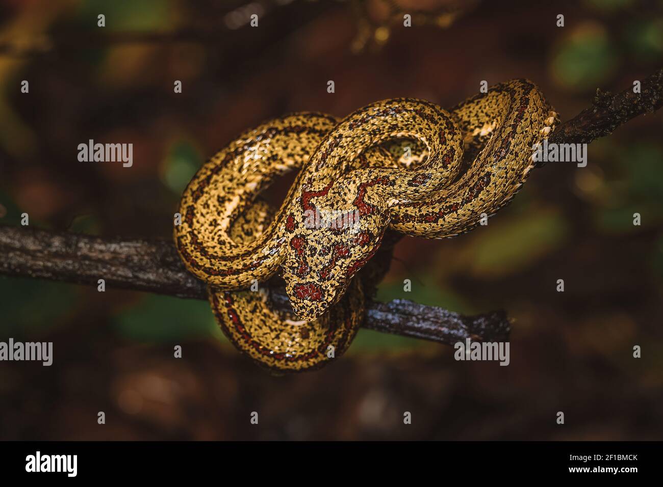 Closeup Photo of a Yellow Snake with Red Spots on the Tree Branch. Wild Nature of Costa Rica. Stock Photo