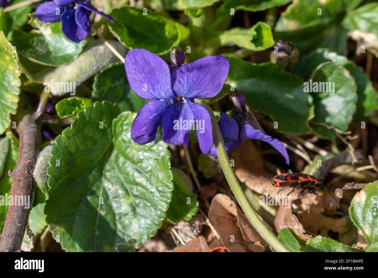 The blue violet, Viola odorata and fire bugs on the sunny edge of a hedge in spring, March. Stock Photo
