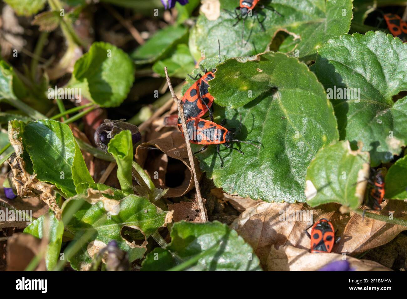 The blue violet, Viola odorata and fire bugs on the sunny edge of a hedge in spring, March. Stock Photo