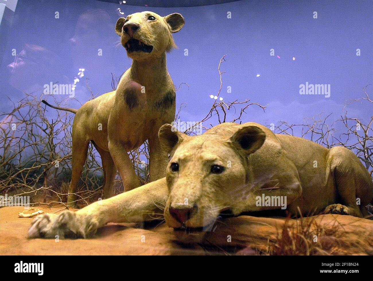 For more than 80 years, the man-eating Tsavo Lions have been one of the ...