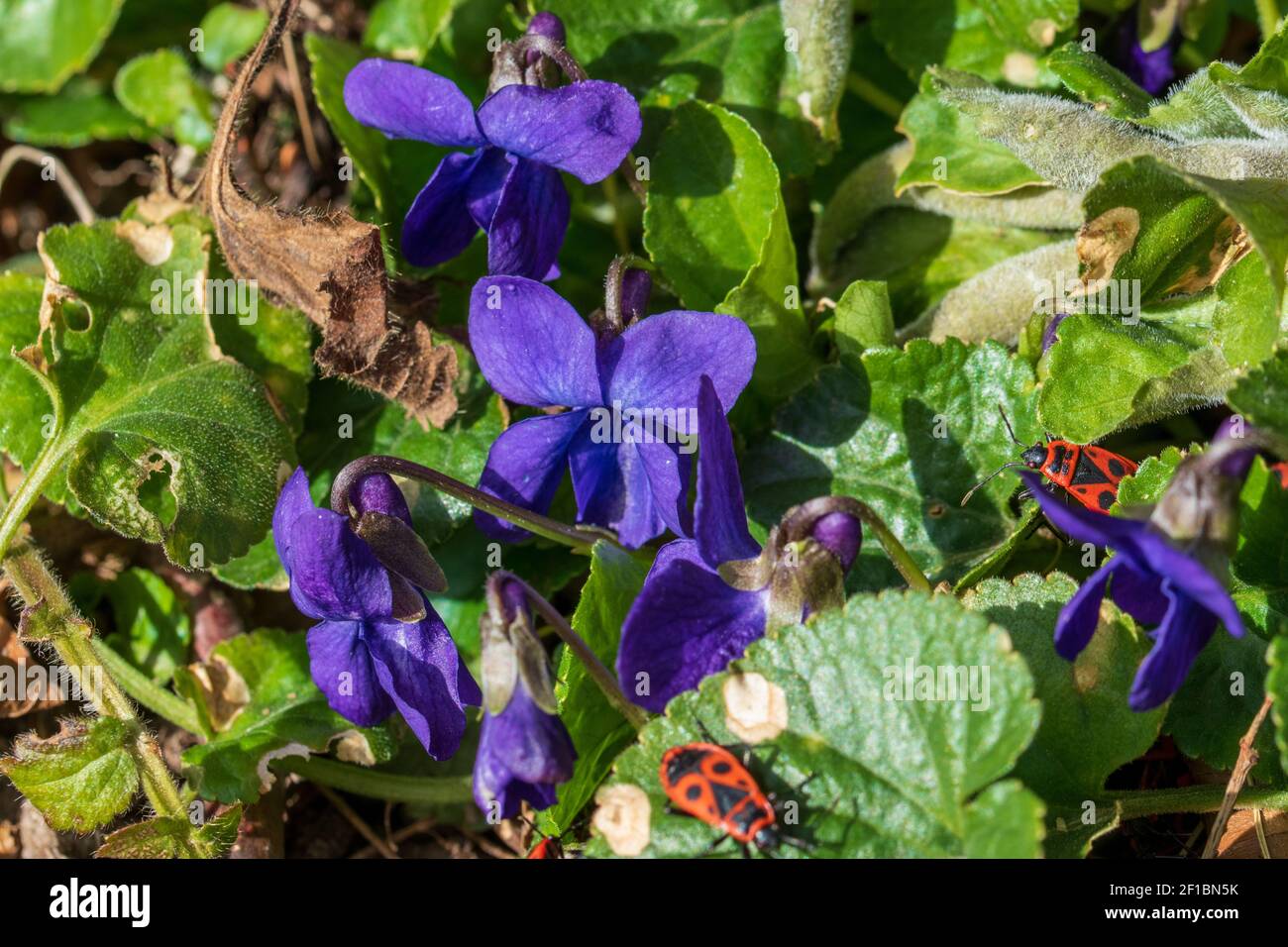 The blue violet, Viola odorata and fire bugs on the sunny edge of a hedge in spring, March. Stock Photo