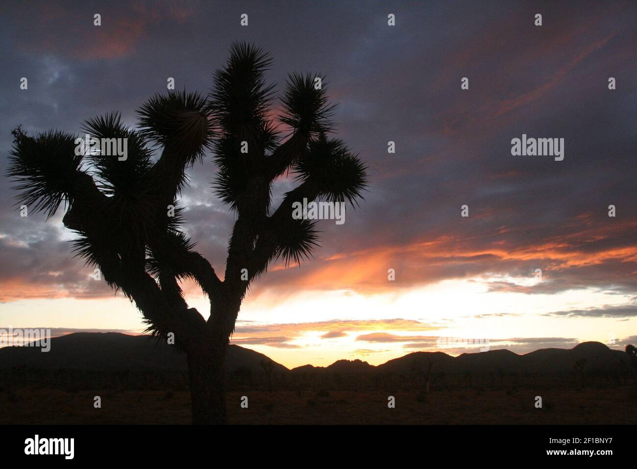 Sun Namesake The setting sun silhouttes a namesake plant at Joshua Tree National ...