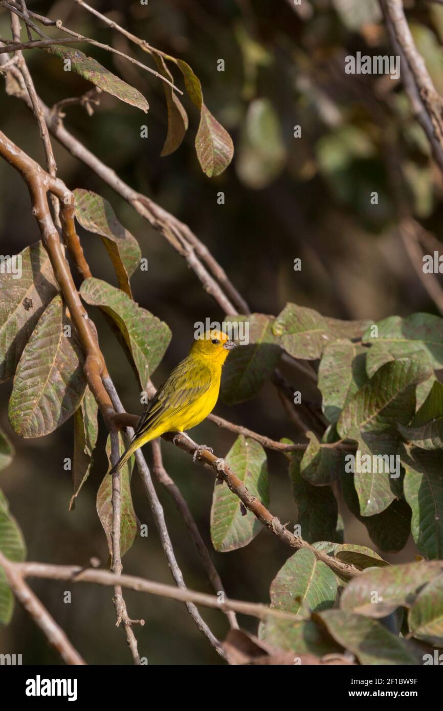 The yellow Saffron Finch in natural habitat on the Transpantaneira in the northern Pantanal in Mato Grosso, Brazil Stock Photo