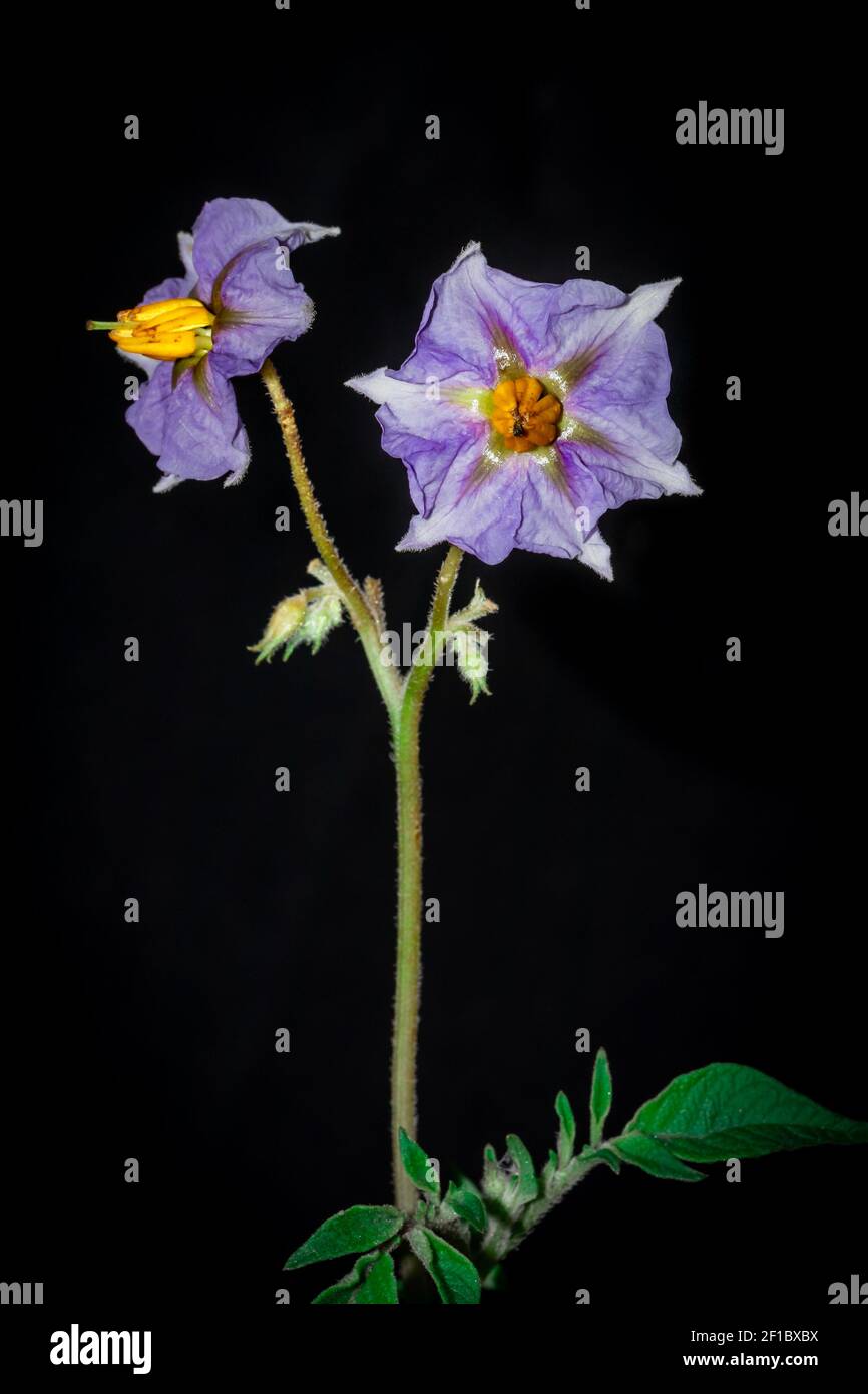 Purple Eggplant (Solanum melongena) flower growing, Uganda, Africa