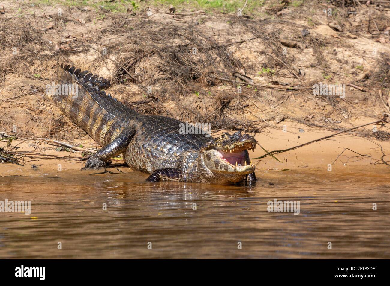 Brazilian Wildlife: A Caiman resting on the shore of the Rio Sao Lourence in the northern Pantanal in Mato Grosso, Brazil Stock Photo
