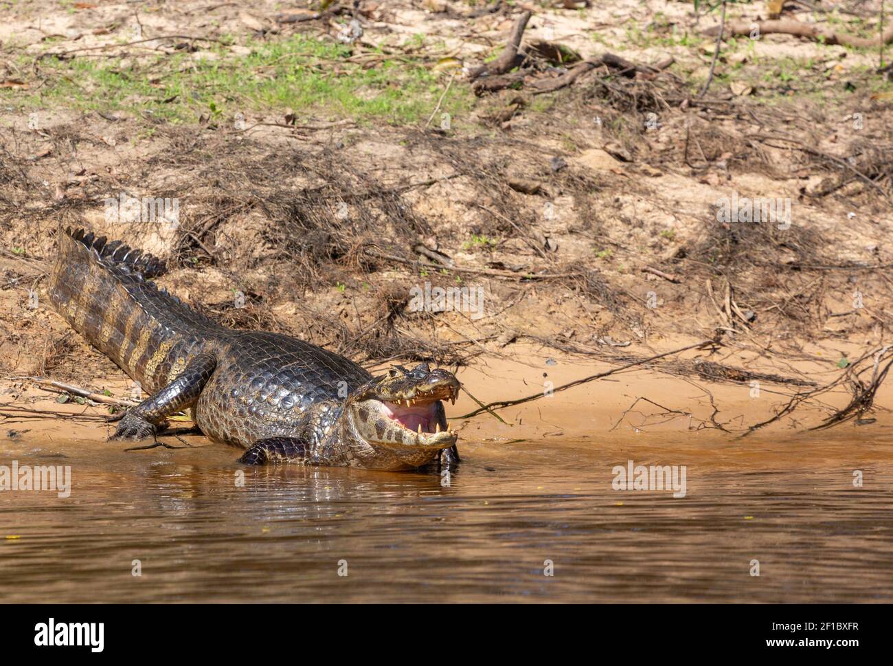 Spectacled Caiman (Caiman yacare) on the banks of the Rio Sao Lourenco in the northern Pantanal in Mato Gross, Brazil Stock Photo