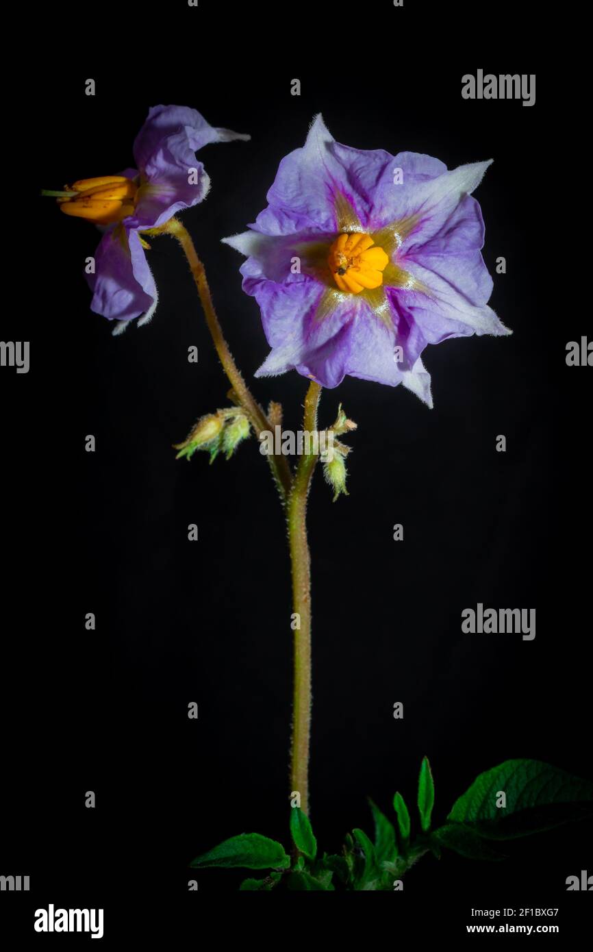 Purple Eggplant (Solanum melongena) flower growing, Uganda, Africa