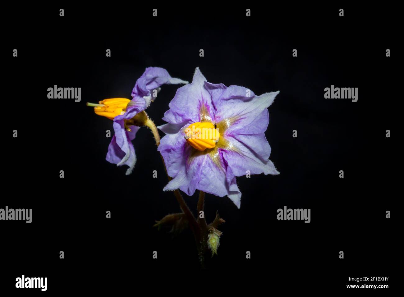 Purple Eggplant (Solanum melongena) flower growing, Uganda, Africa