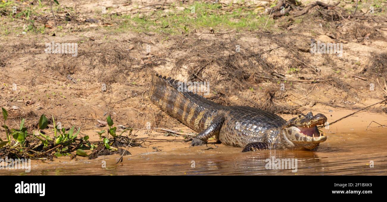 Wildlife: Resting Caiman with open mouth in the Pantanal Stock Photo