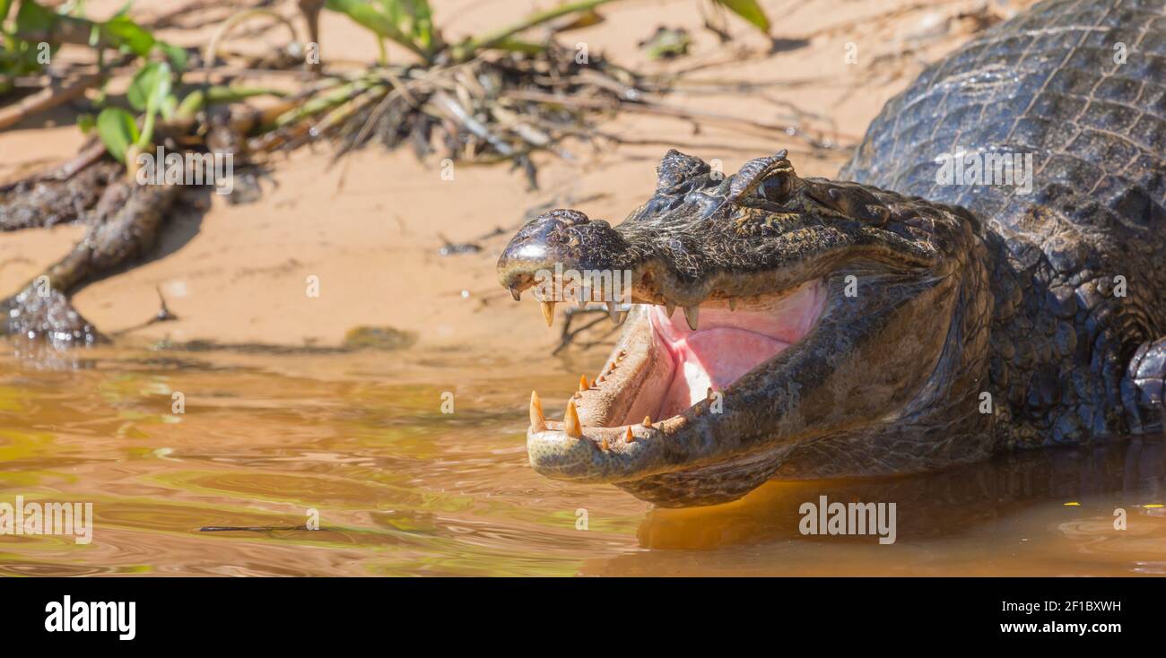 Brazilian Wildlife: Portrait of the head of a caiman with open mouth and visible teeth in the northern Pantanal in Mato Grosso, Brazil Stock Photo