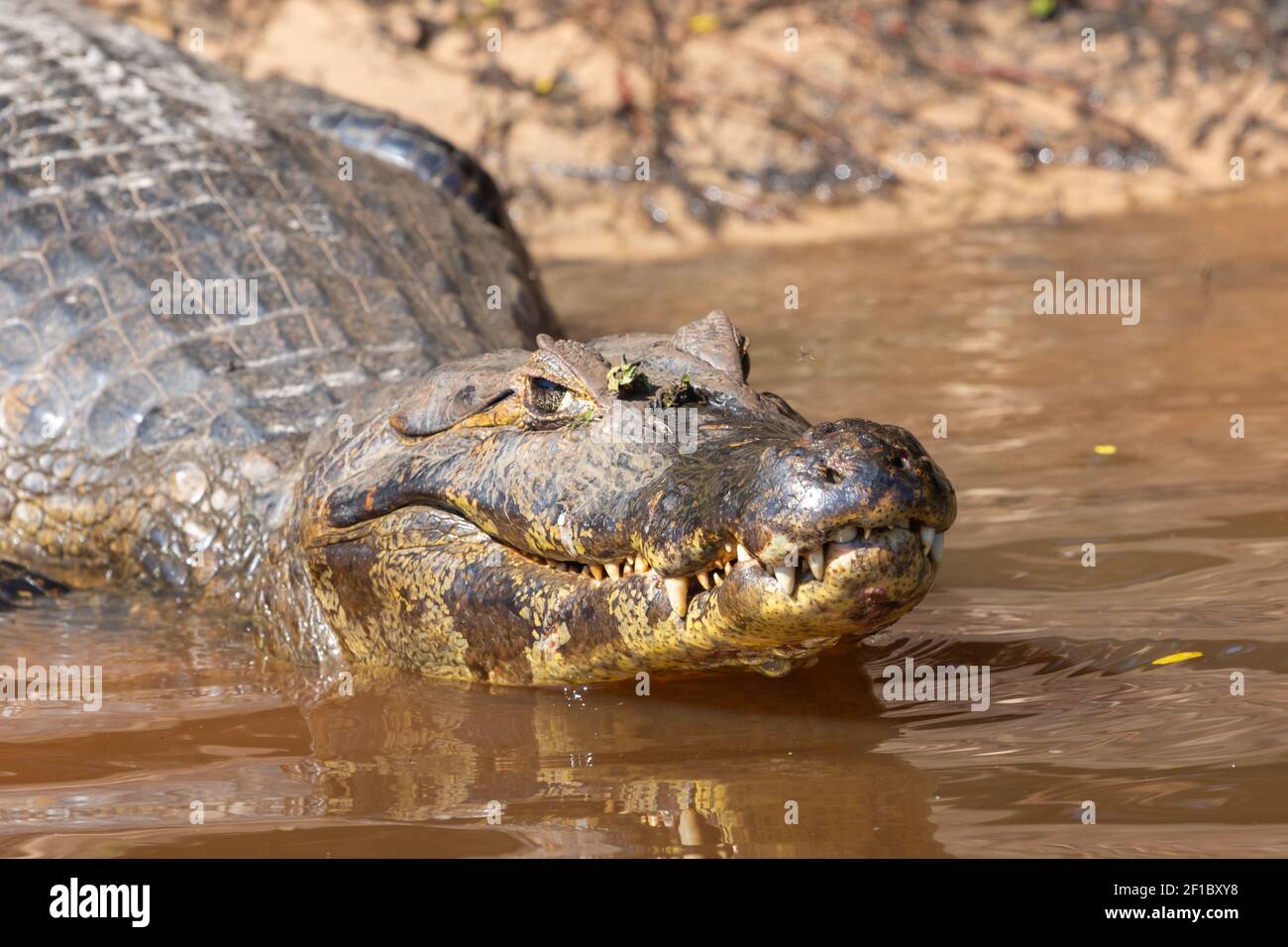 Brazilian Wildlife: Portrait of the head of a caiman with closed  mouth and visible teeth in the northern Pantanal in Mato Grosso, Brazil Stock Photo