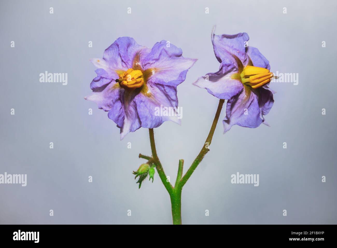 Purple Eggplant (Solanum melongena) flower growing, Uganda, Africa