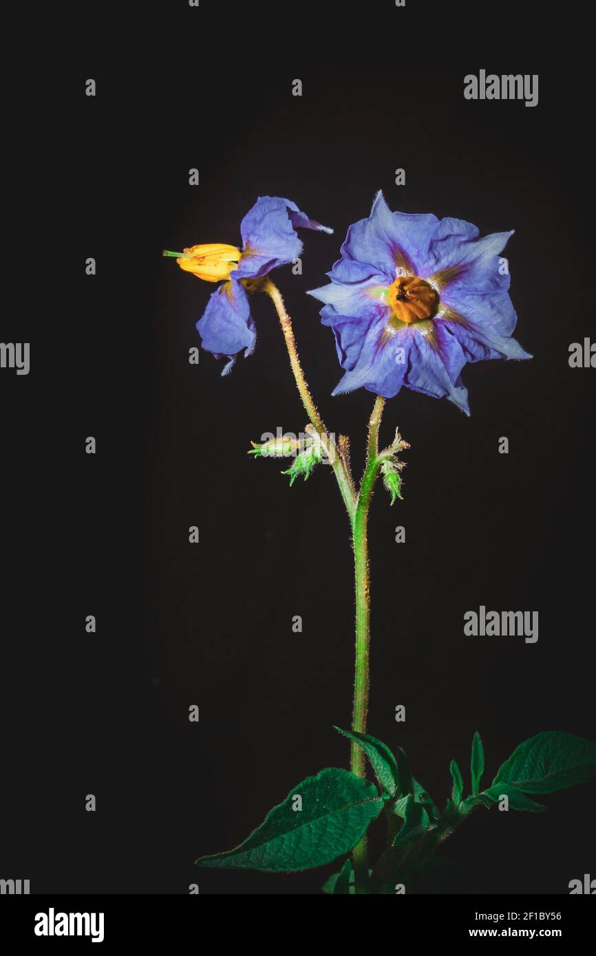 Purple Eggplant (Solanum melongena) flower growing, Uganda, Africa