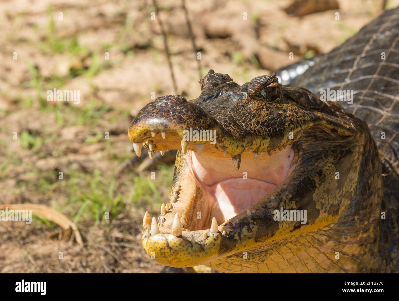 Dangerous animals: Close up of the head of a Caiman with opened mouth and visible teeth Stock Photo