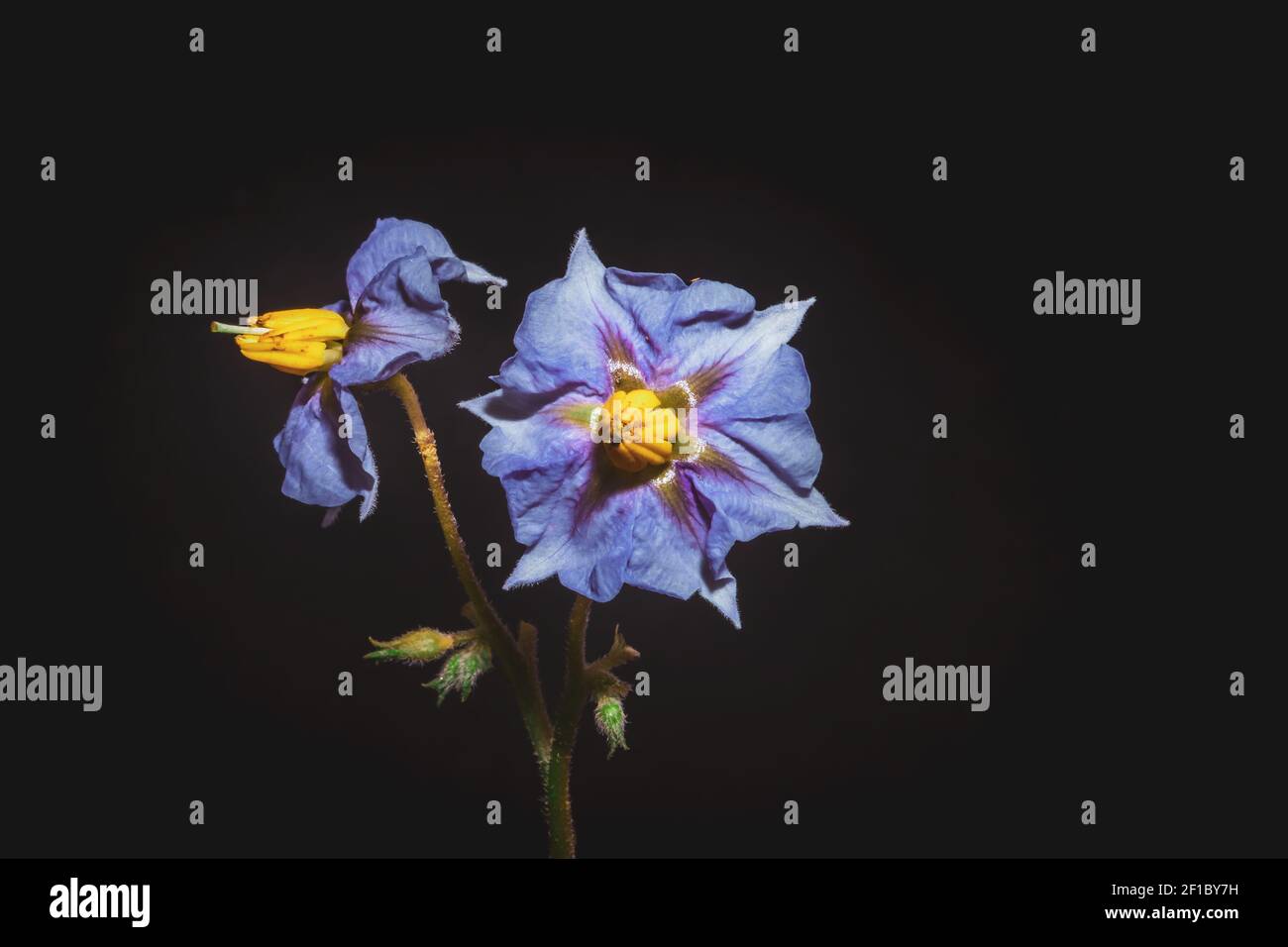 Purple Eggplant (Solanum melongena) flower growing, Uganda, Africa