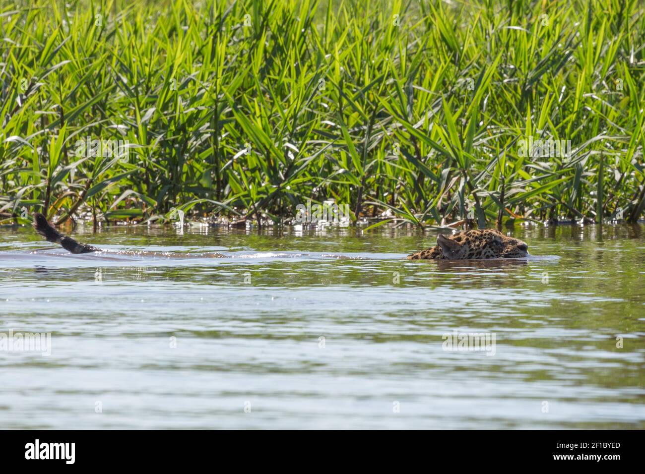 swimming Jaguar (Panthera onca) in the northern Pantanal in Mato Grosso, Brazil Stock Photo