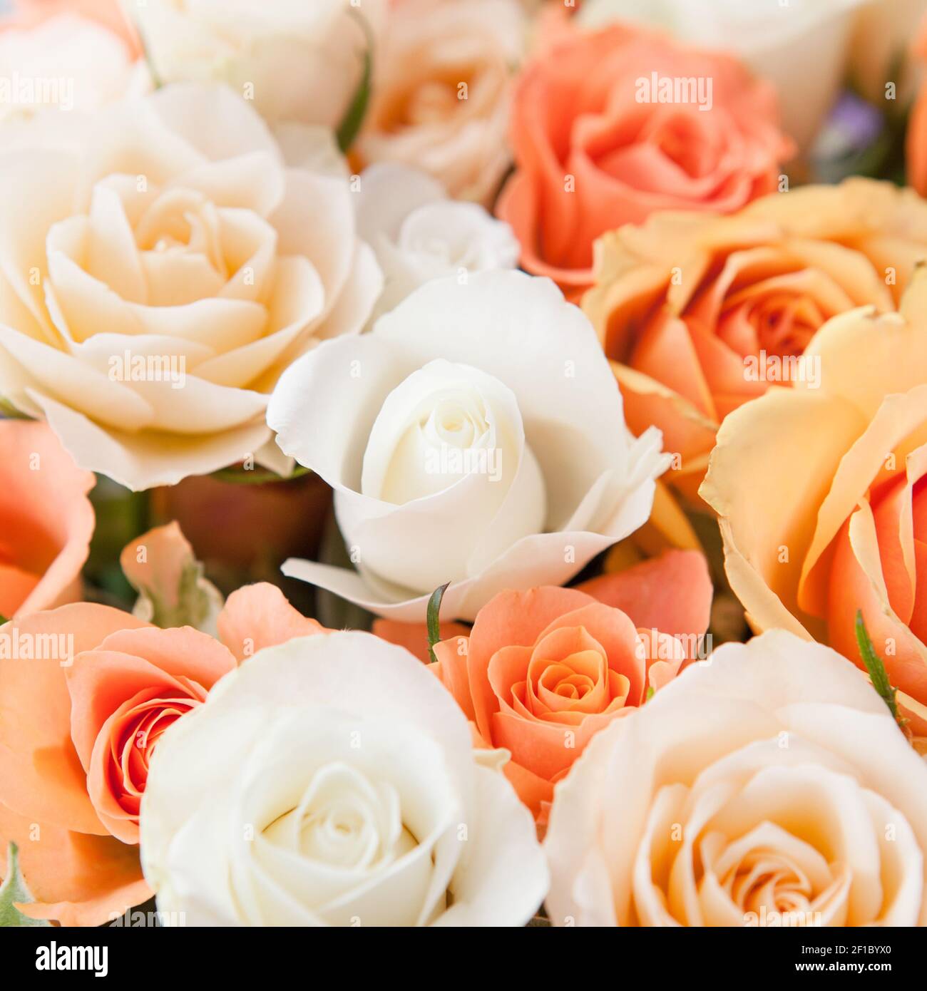Colorful roses in detail Stock Photo - Alamy