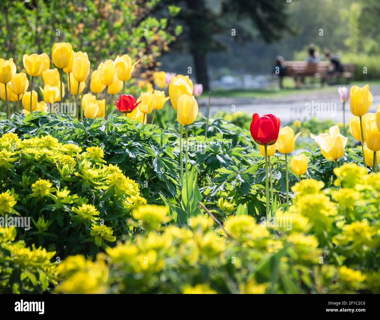 Blurred man in background proposing woman in park surrounded by flowers, red and yellow tulips in foreground Stock Photo