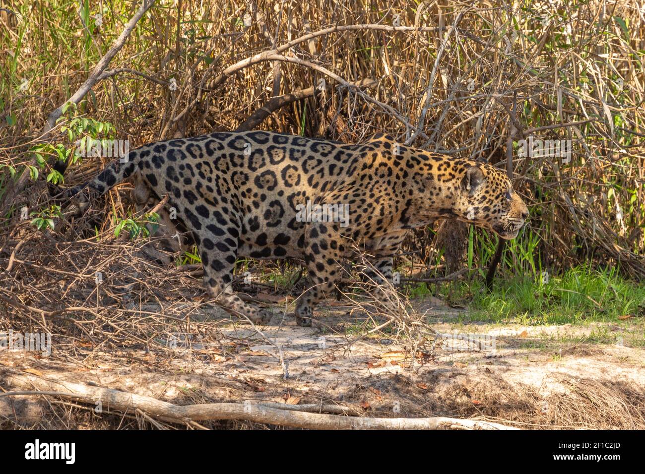 South American Wildlife: Jaguar (Panther onca) in the northern Pantanal in Mato Grosso, Brazil Stock Photo