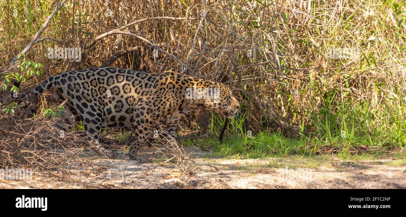 Hunting Jaguar (Panther onca) seen in the brazilian part of the Pantanal in Mato Grosso, Brazil Stock Photo