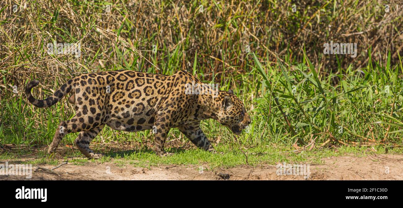 Panther onca (Jaguar) stalking along the banks of the Rio Sao Lourenco in the northern Pantanal in Mato Grosso, Brazil Stock Photo