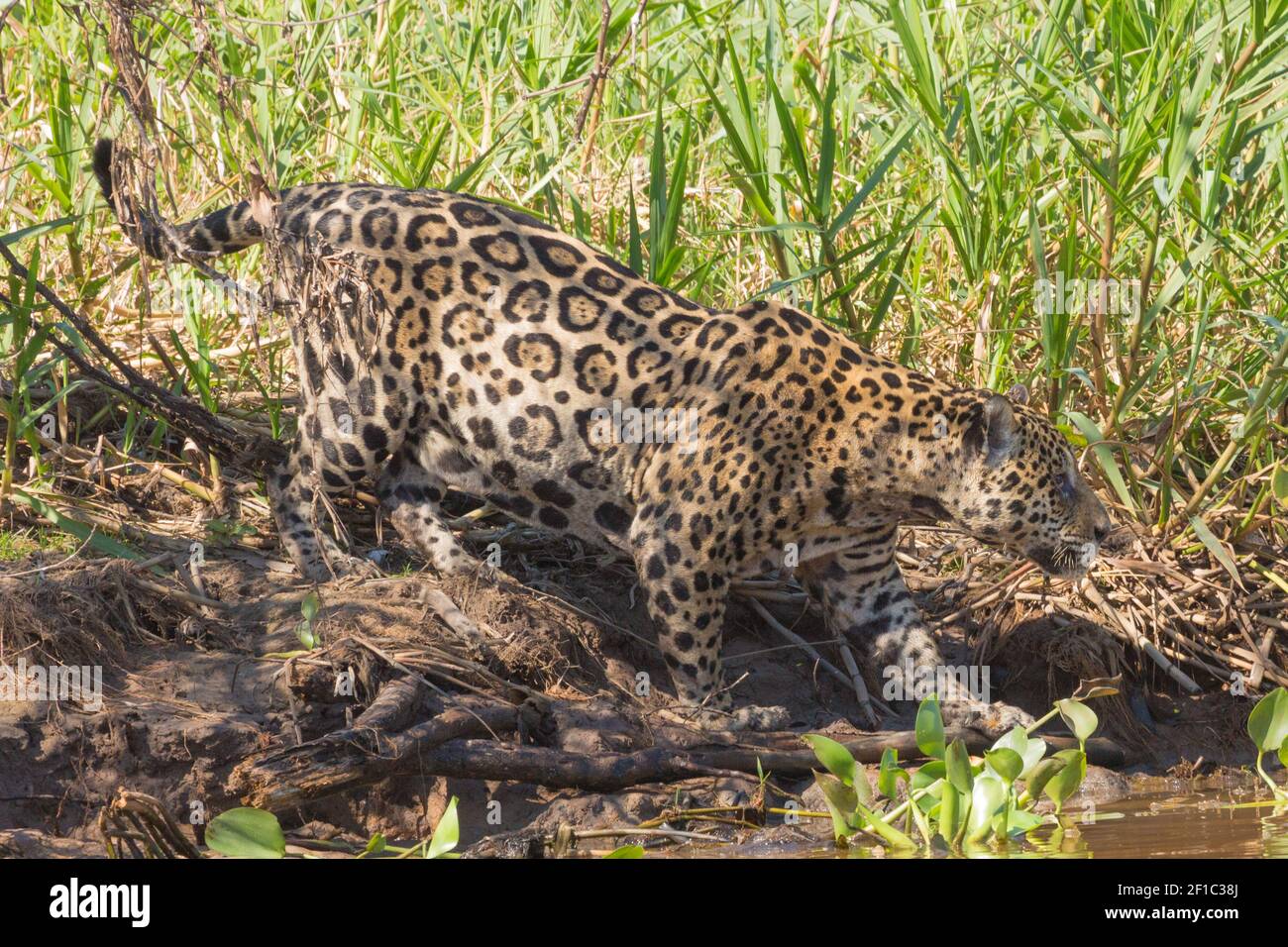 Wildlife of South America: Jaguar (Panther onca) on the hunt looking for prey in the northern Pantanal in Mato Grosso, Brazil Stock Photo