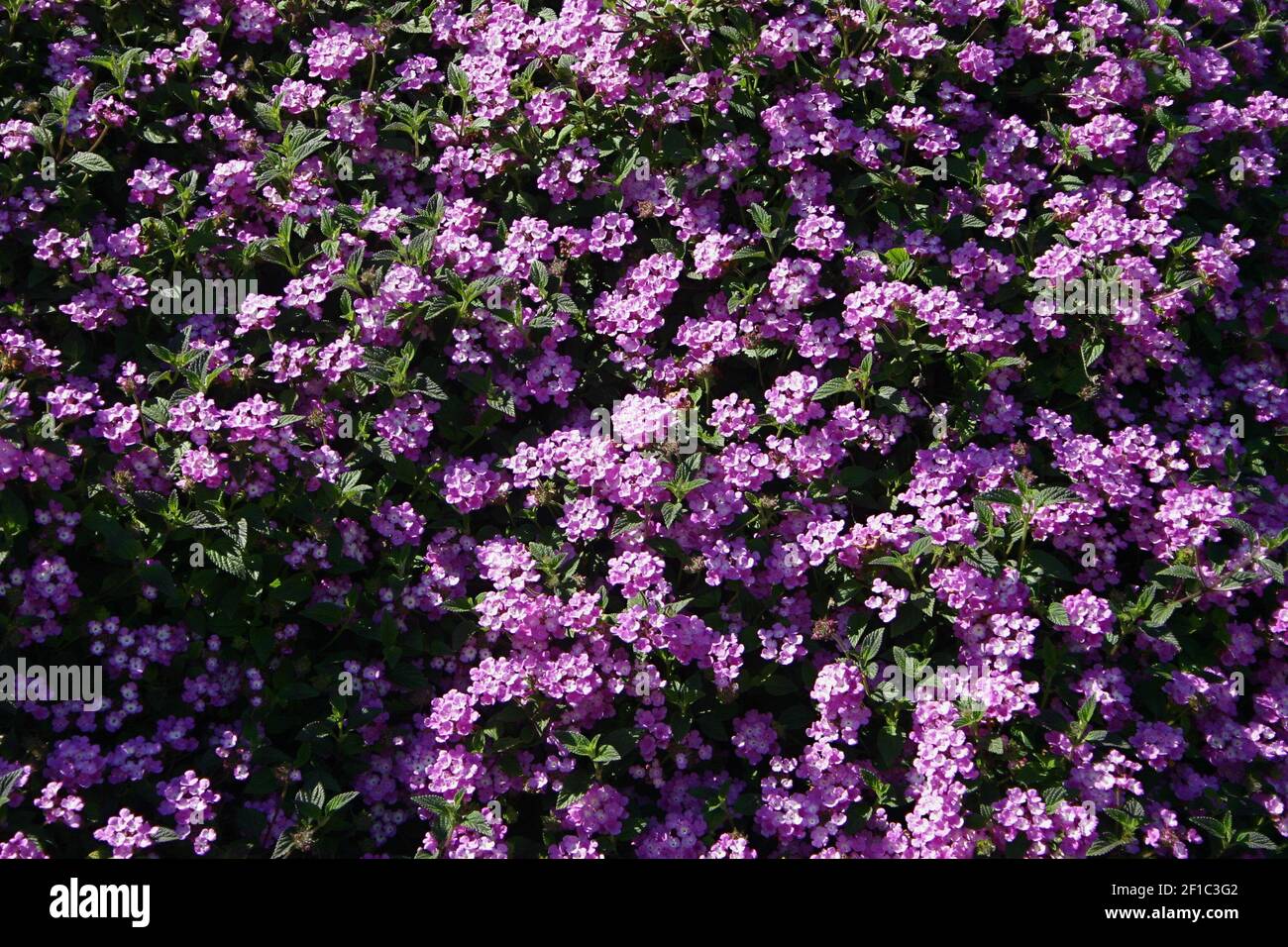 A broad spectrum of hues and colors is represented in lantana, such as