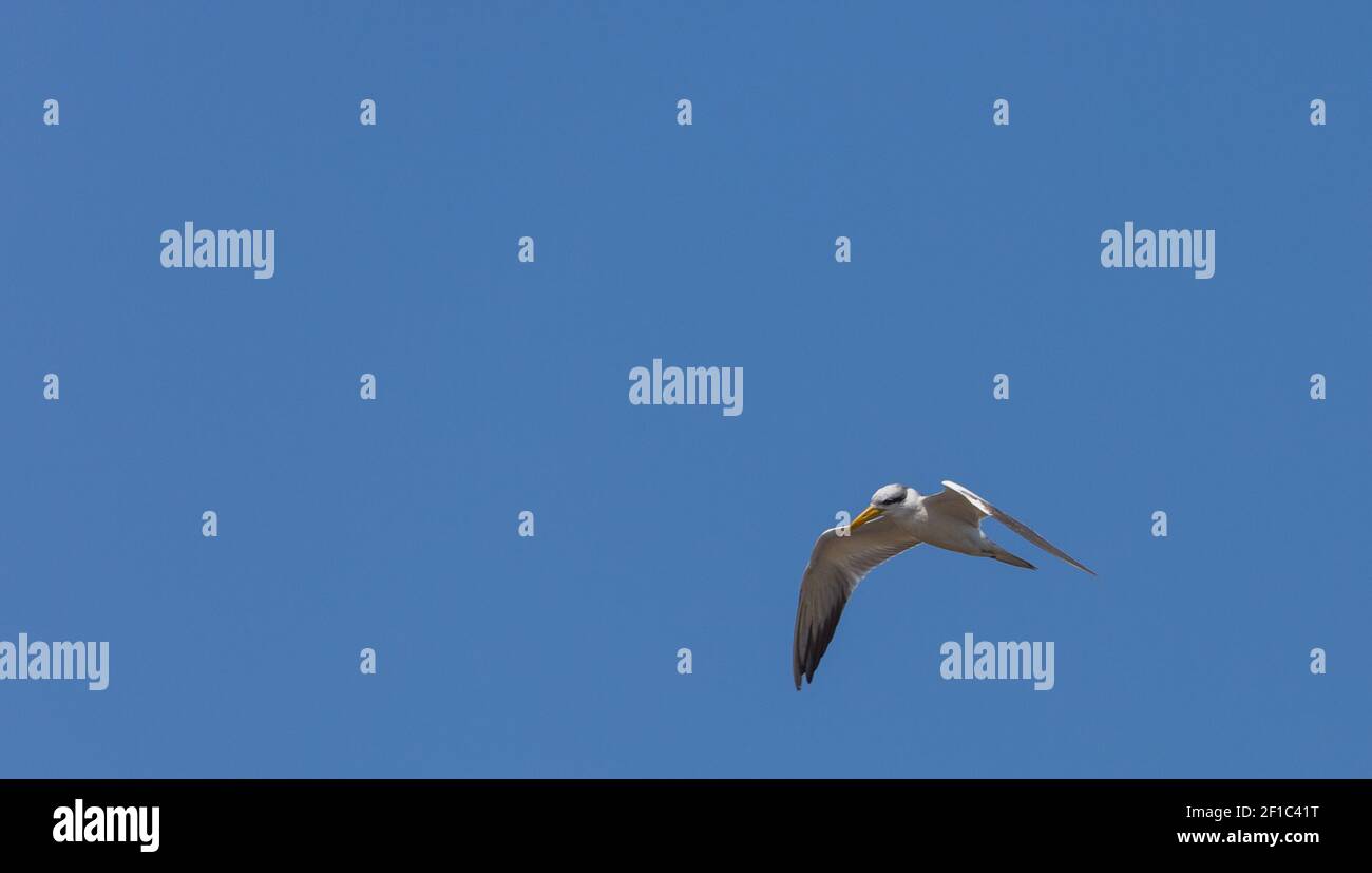 Flying Yellow-billed Tern in front of blue sky in the northern Pantanal in Mato Grosso, Brazil Stock Photo