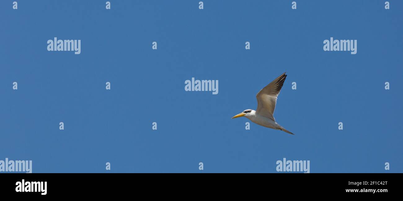 Yellow-billed Tern in flight in front of blue sky seen in the northern Pantanal in Mato Grosso, Brazil Stock Photo