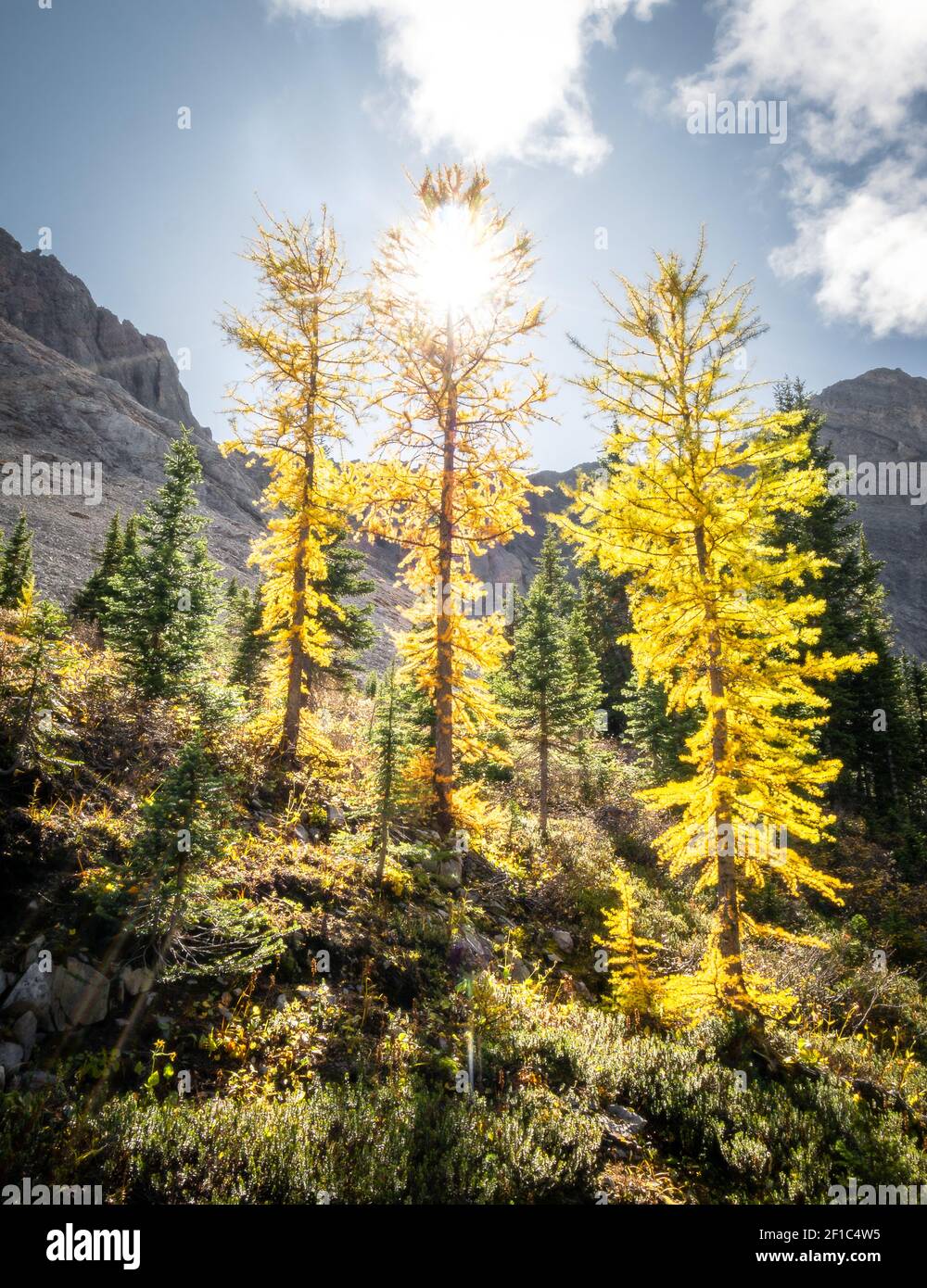 Fall in Canadian Rockies, three golden larches backlit by sun, shot on Galatea Lakes trail in Kananaskis, Alberta, Canada Stock Photo