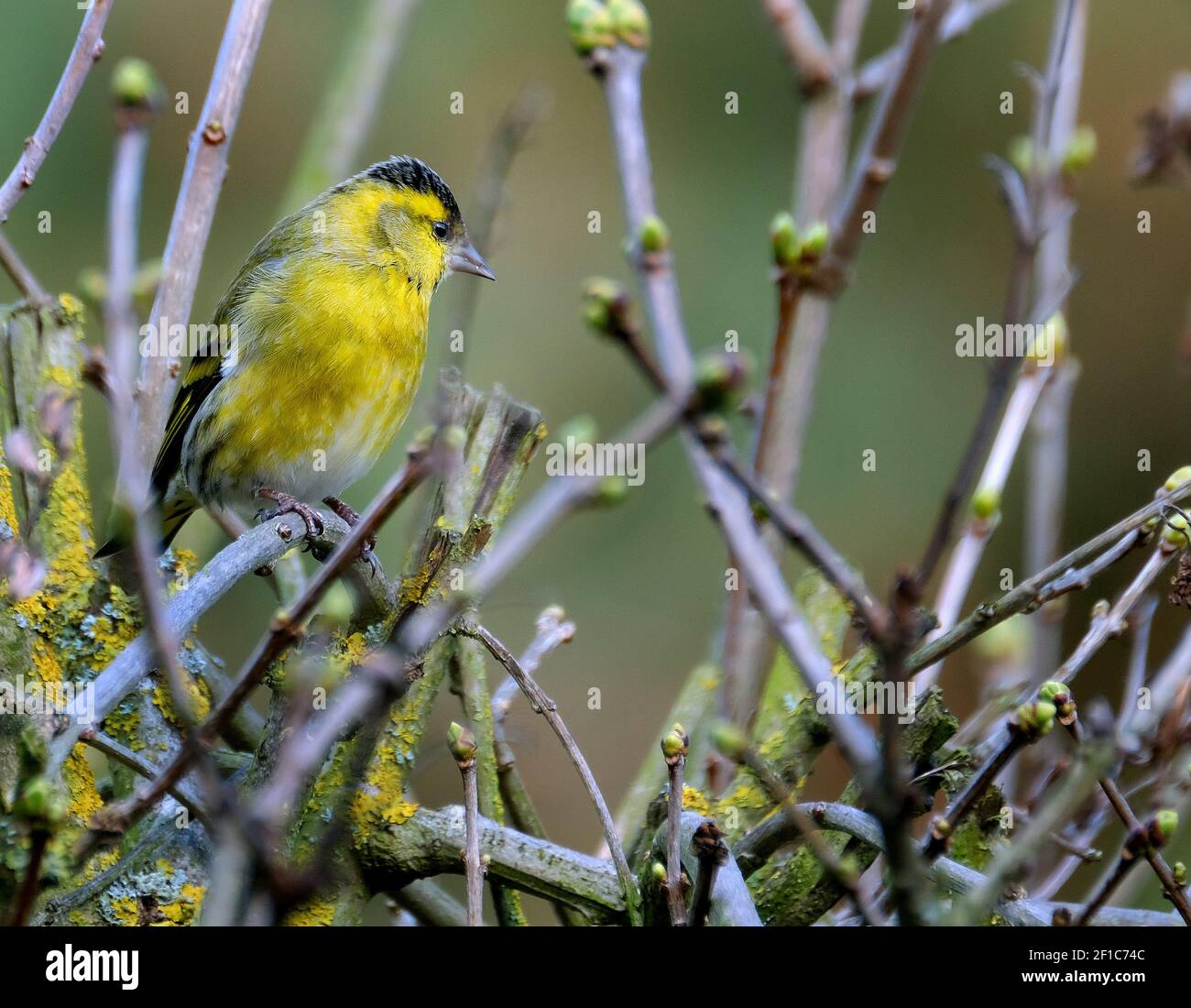 The Eurasian siskin is a small passerine bird in the finch family Fringillidae. It is also called the European siskin, common siskin or just siskin. Stock Photo