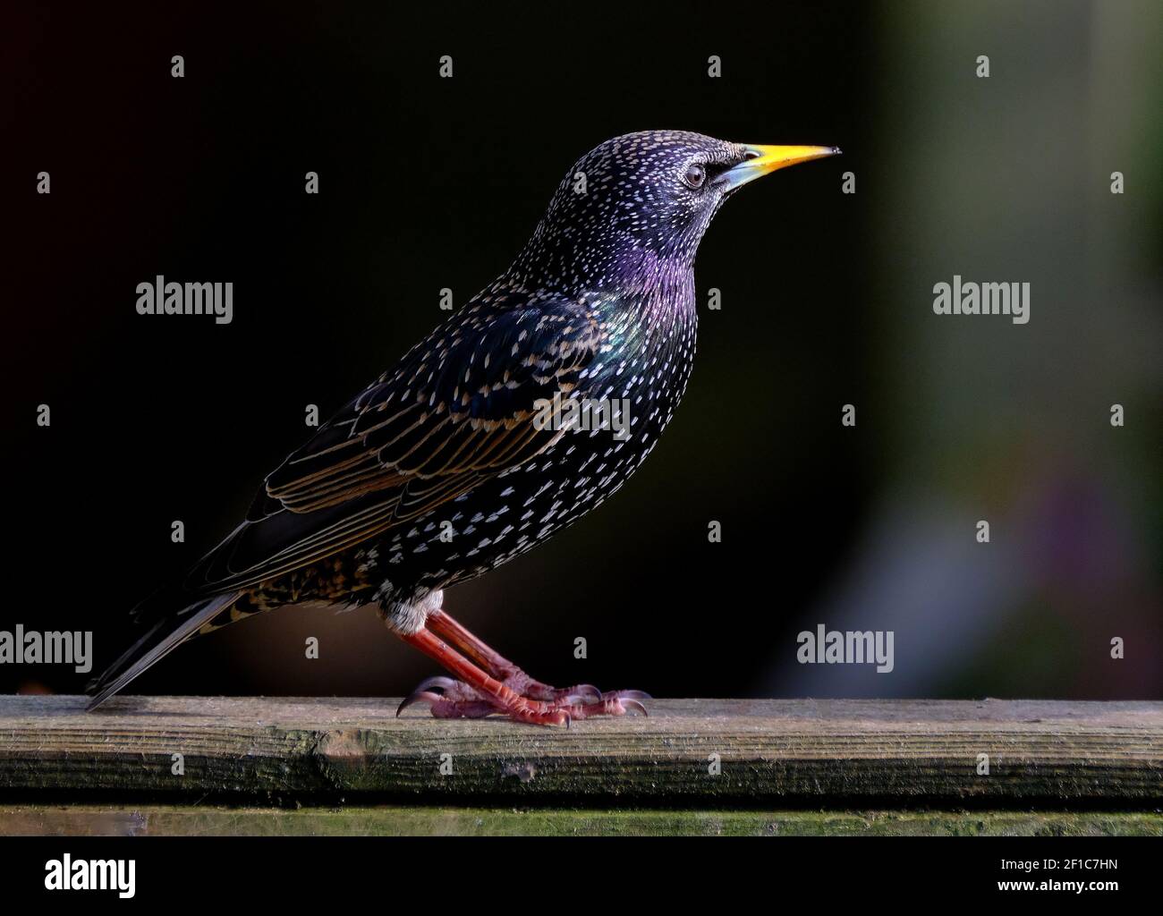 Starlings are small to medium-sized passerine birds in the family Sturnidae. The name 'Sturnidae' comes from the Latin word for starling, sturnus. Stock Photo