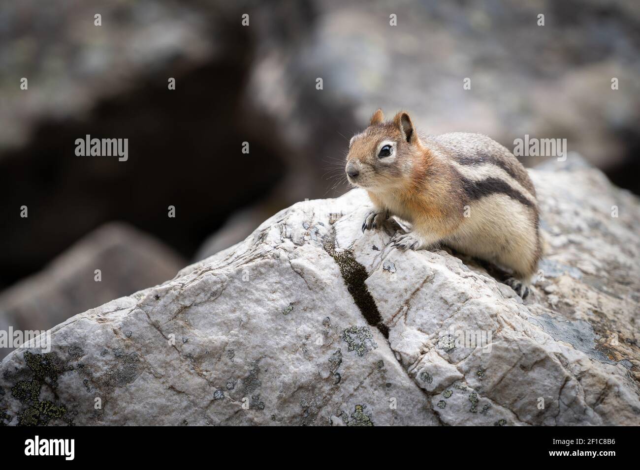 Curious chipmunk climbing rock in order to explore his surroundings, shot at Lake Louise, Banff National Park, Canada Stock Photo