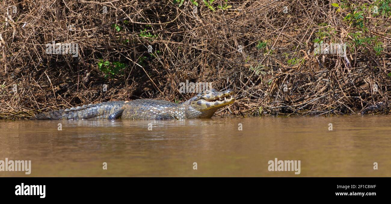 Side view of a caiman laying in the Rio Sao Lourenco in the northern Pantanal in Mato Grosso, Brazil Stock Photo