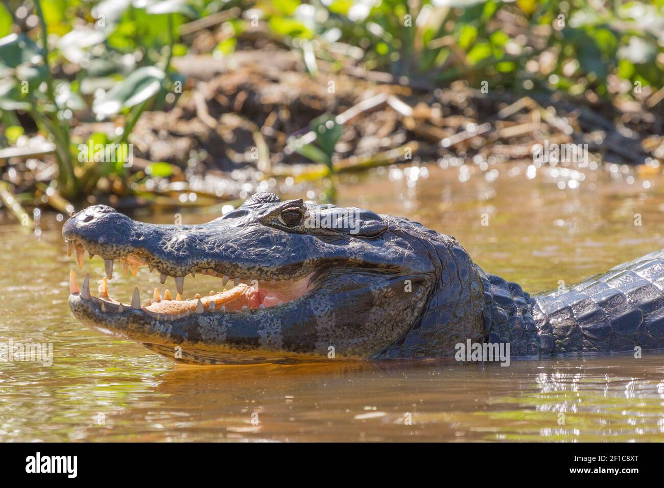 Close-up of the head of a caiman with visible teeths in the northern Pantanal in Mato Grosso, Brazil, side view Stock Photo