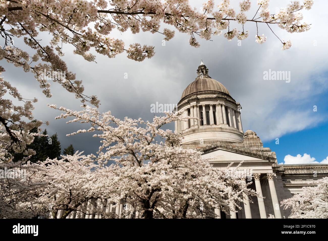 Washington State Capital Building Olympia Springtime Cherry Blossoms Stock Photo Alamy