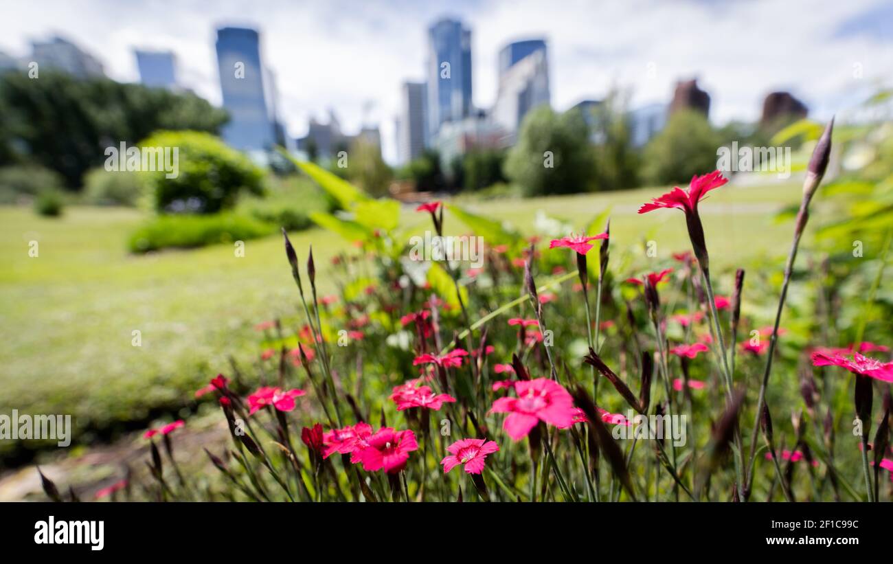 Bunch of purple flowers with blurred city skyline in the background