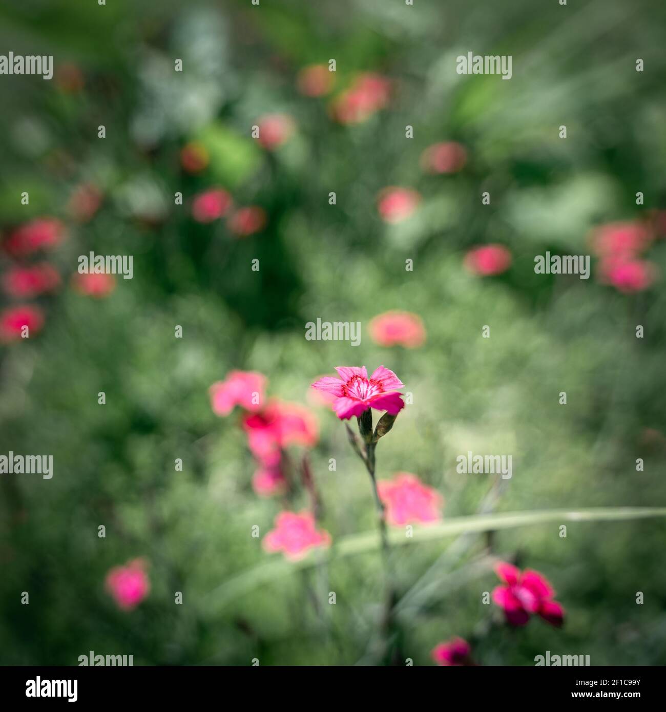 Closeup Of Purple Summer Flower Surrounded By Other Flowers Beautiful Bokeh Shot Made In Prince S Island Park Calgary Alberta Canada Stock Photo Alamy