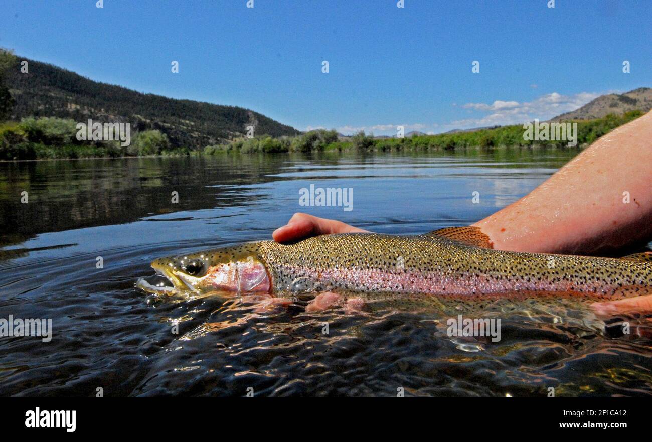 A 20-inch Missouri River rainbow trout caught in the flat, though swift ...